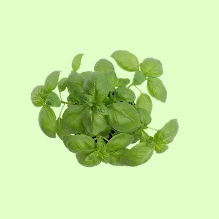 ⭐️허브 바질 (100g/EA️) ⭐️