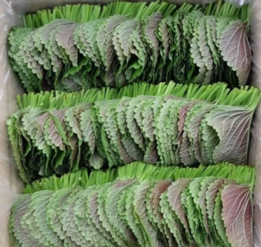 ⭐️깻잎 찹찹이 쌈용 상 (1kg/EA)⭐️ 이미지