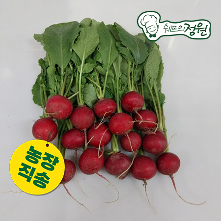 ★농장특가★ 레디쉬(적환무) 방울무 500g  [쉐프의정원 농장직영 채소] 이미지