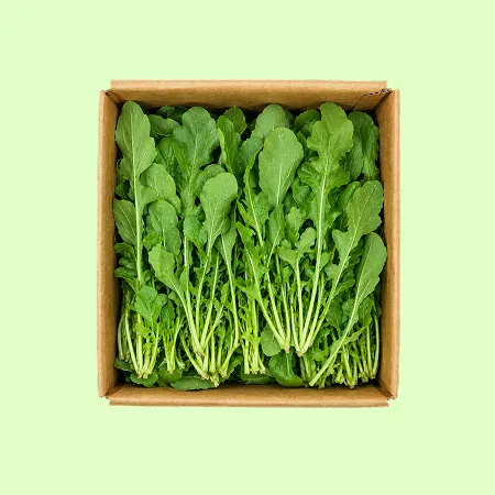 ⭐️루꼴라 로케트 아루굴라(1kg/EA)⭐️