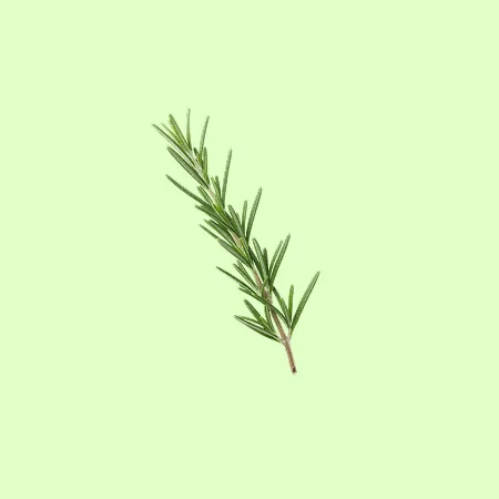⭐️허브 로즈마리 (10g/EA)⭐️