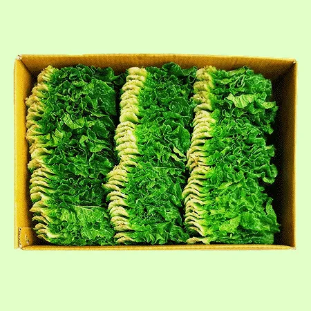 ❤️쌈추(쌈배추) (상 1kg/BOX)❤️