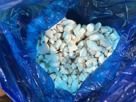 ⭐️콩알 새송이버섯 제일 작은 사이즈  2kg ⭐️ 이미지