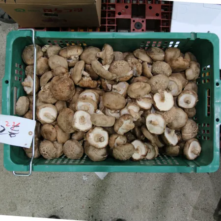 ⭐️표고버섯(실속,파지) 1kg⭐️