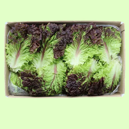 ❤️꽃상추 적상추 (상 4kg/BOX)❤️