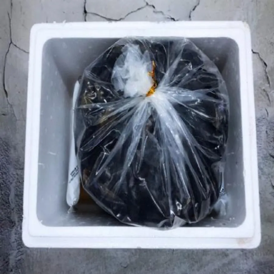 활 홍합 5kg 410미 내외 국내산 이미지