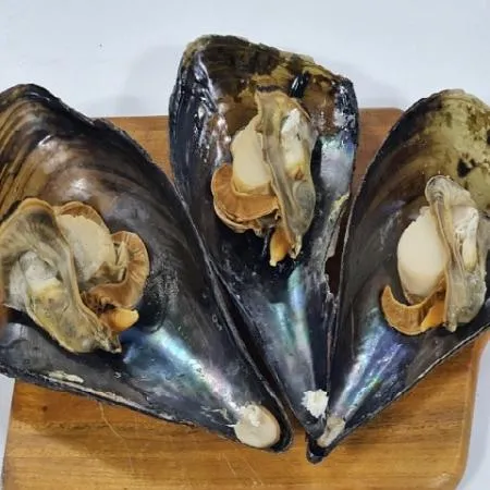 활 키조개 1미 700g 내외 25cm 내외 이미지