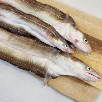 통영 바다장어 1kg 당일 생물 2~3미 손질 전 1kg 손질 후 650g 내외 머리 뼈 포함