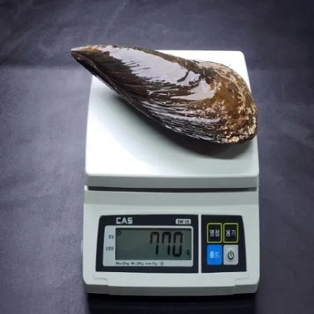 활 키조개 1미 700g 내외 25cm 내외 이미지