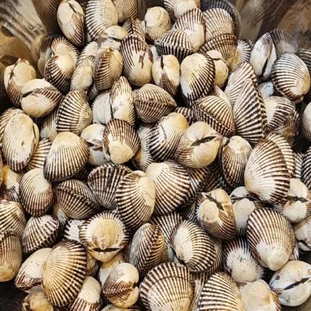 새꼬막 3kg 300 ~ 390미 내외 이미지