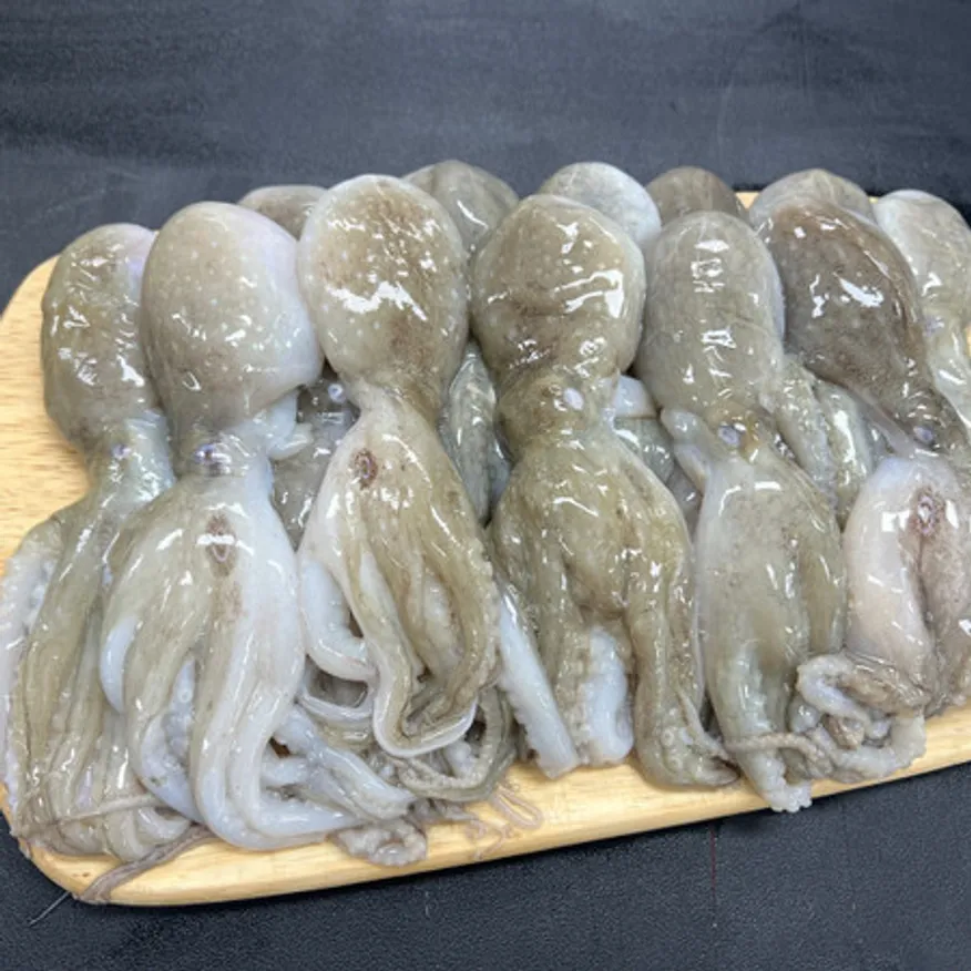 대왕 선동 활 쭈꾸미 1kg 이미지