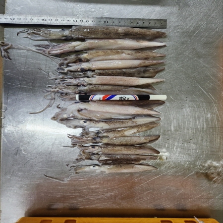 한치 500g 1팩 15-30미 내외 원양산 이미지