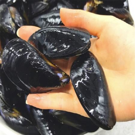 활 홍합 5kg 410미 내외 국내산