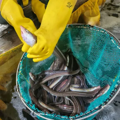 통영 바다장어 1kg 당일 생물 2~3미 손질 전 1kg 손질 후 650g 내외 머리 뼈 포함 이미지