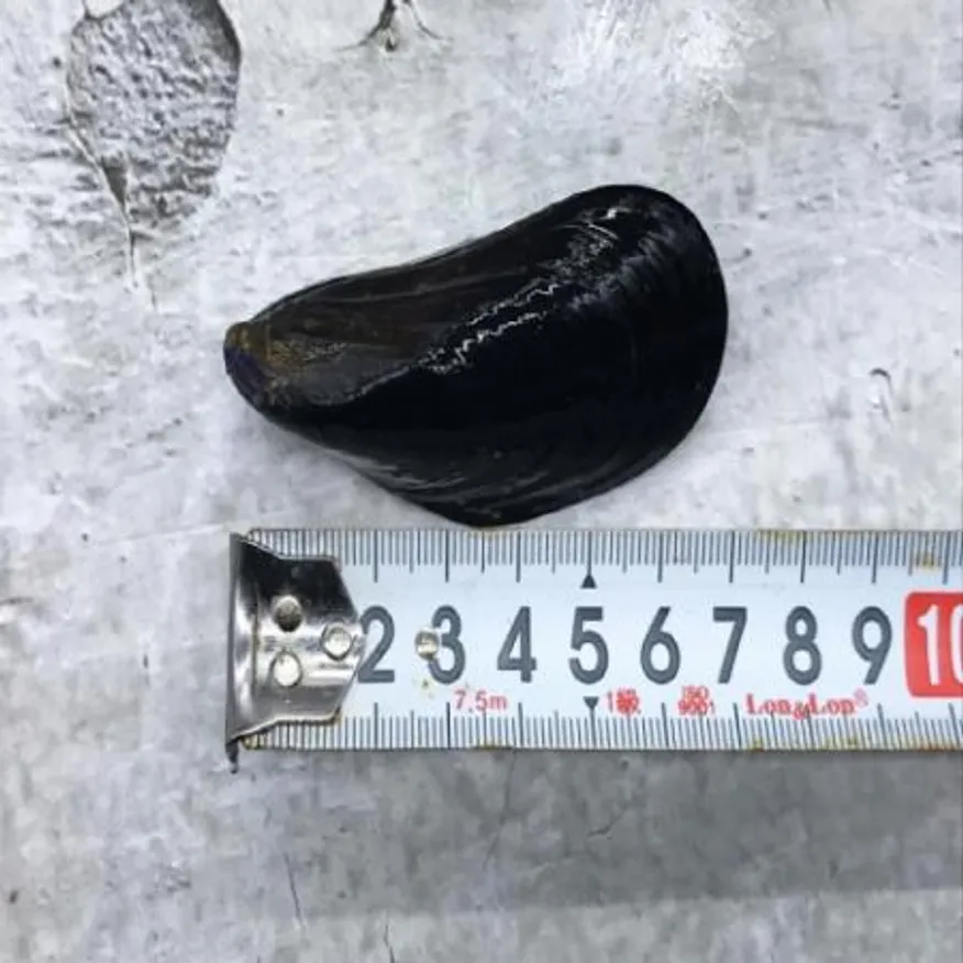 활 홍합 5kg 410미 내외 국내산 이미지