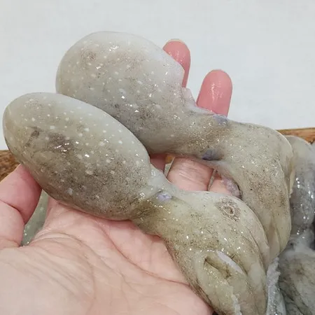 대왕 선동 활 쭈꾸미 1kg 이미지