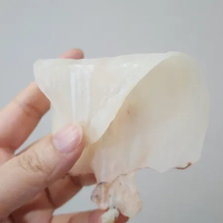 햇 반건조한치 5미