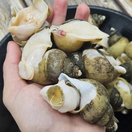 급냉 골뱅이 1kg 이미지