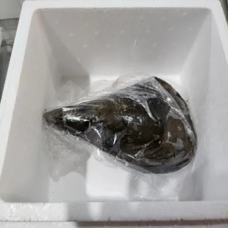 활 키조개 1미 700g 내외 25cm 내외 이미지