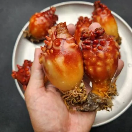 연안 멍게 1kg