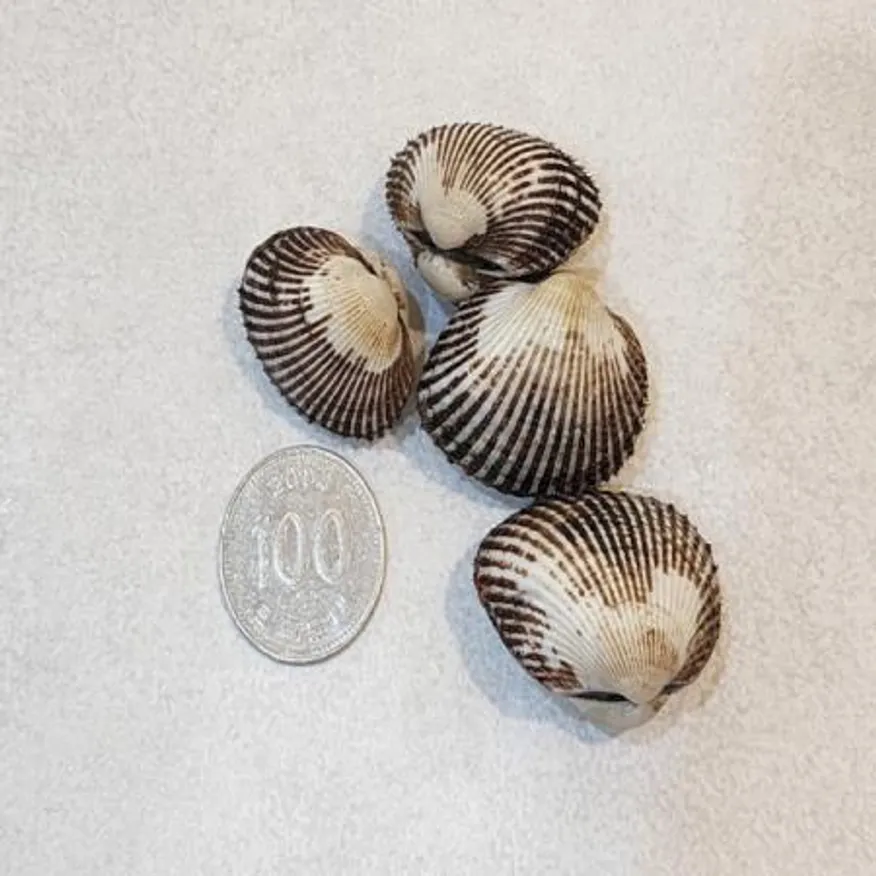 새꼬막 3kg 300 ~ 390미 내외 이미지