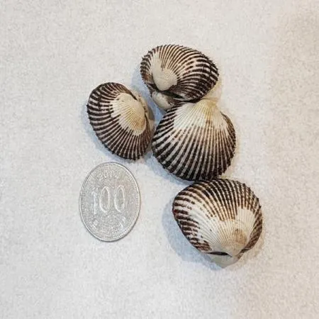 새꼬막 3kg 300 ~ 390미 내외 이미지