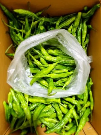 꽈리고추(상품, 1kg) 팩 국내산