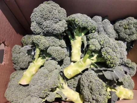 브로콜리(특품, 1kg, 브로컬리)팩 수입산