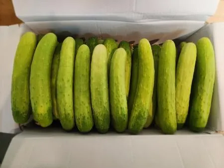 백오이(상품, 9kg~10kg내외)박스 국내산