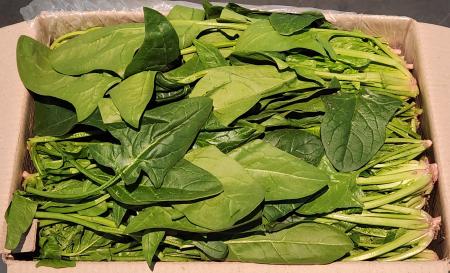 ❤️특가판매❤️ 시금치(상품, 김밥용, 나물용 4kg) 국내산 박스 / 봉지 출고 