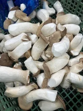 새송이버섯(파지, 뿌리톱밥없음, 2kg)봉 국내산