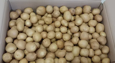 감자 (1kg, 조림감자, 알감자) 국내산, 소분상품