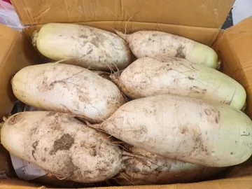 무우, 무 (햇무 9~14수 16kg~18kg내외) 박스