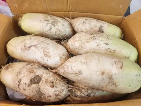 무우, 무 (햇무 9~14수 16kg~18kg내외)   박스