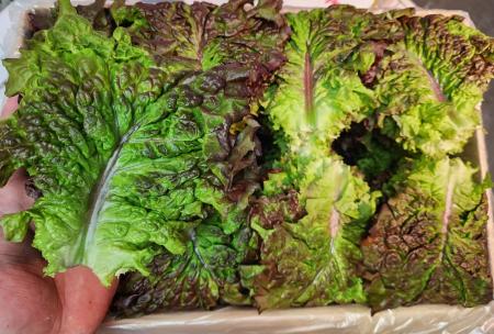 ★반짝 특가☆ 적상추(꽃상추, 특품, 4kg, 손바닥사이즈) 박스 국내산