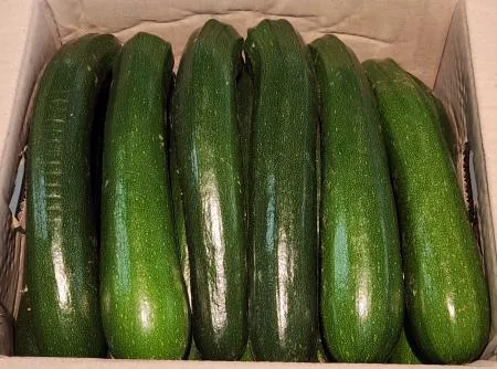 ⭐ 쥬키니호박(9~10kg)박스 국내산