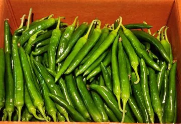 풋고추(특품, 오이맛고추, 아삭이고추 1kg) 팩 국내산