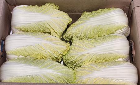 ⭐ 알배기,배추(6kg~7kg 내외, 10개~14개입)박스 국산