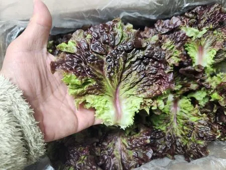 적상추(꽃상추, 특품, 4kg, 손바닥사이즈) 박스 국내산