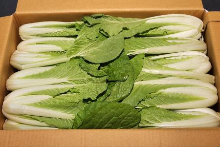 얼갈이, 얼갈이배추(특품, 4kg)박스 국내산