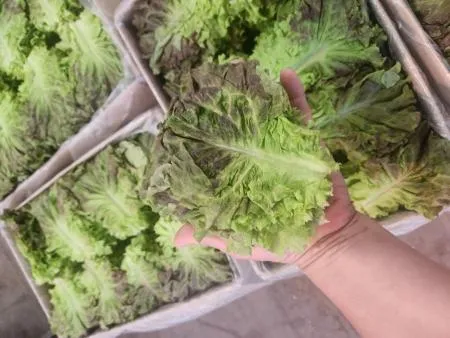 적상추(특품, 1kg)팩 국내산