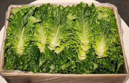 로메인 청상추(4kg, 손바닥사이즈) 박스 국내산