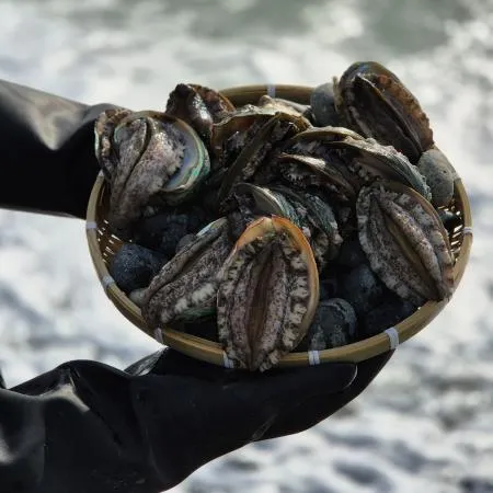 완도 활 전복 3kg(9-10미),벌크포장 가능 이미지