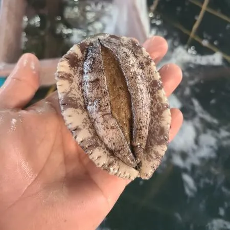 완도 활 전복 10kg(9-10미),벌크포장 가능 이미지