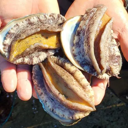 완도 활 전복 10kg(16-18미),벌크포장 가능 이미지