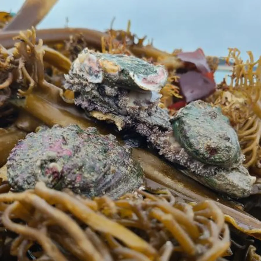 완도 활 전복 5kg(18-22미),벌크포장 가능 이미지