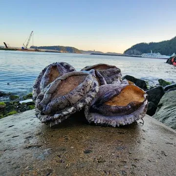 완도 활 전복 10kg(12-14미),벌크포장 가능