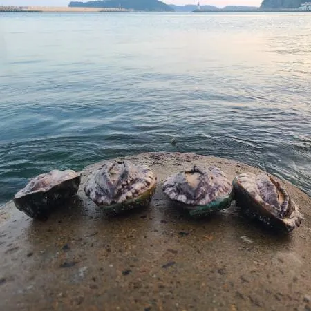 완도 활 전복 8kg(16-18미),벌크포장 가능 이미지
