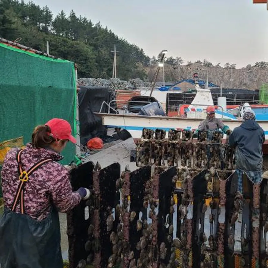 완도 활 전복 5kg(7-8미),벌크포장 가능 이미지