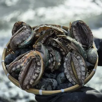 완도 활 전복 3kg(10-11미),벌크포장 가능